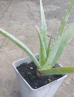 Plant: Aloe vera, Huis en Inrichting, Kamerplanten, Ophalen, Vetplant, Halfschaduw, In pot