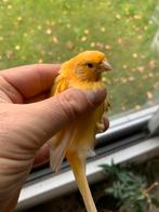 2 mannen raza kanaries 2025, Dieren en Toebehoren, Vogels | Kanaries, Mannelijk, Postuurkanarie