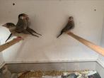 Padda s, Dieren en Toebehoren, Meerdere dieren