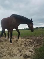 Verzorger/halve stal, Dieren en Toebehoren, Paarden