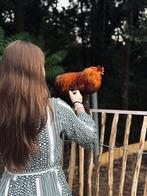 Kippen en eenden opvang, Dieren en Toebehoren