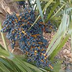 trachecarpus fortune zaadstengel, Tuin en Terras, Ophalen, Gehele jaar, Zaad