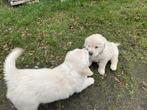 Mooie golden retriever pups!, Dieren en Toebehoren, Golden retriever, België, CDV (hondenziekte), 8 tot 15 weken