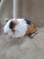 Jong cavia beertje (Sheltie), Dieren en Toebehoren, Knaagdieren, Mannelijk, Cavia, Tam