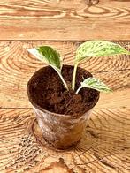 Golden Pothos-stekje, Huis en Inrichting, Kamerplanten, Ophalen, Overige soorten, Halfschaduw, Minder dan 100 cm