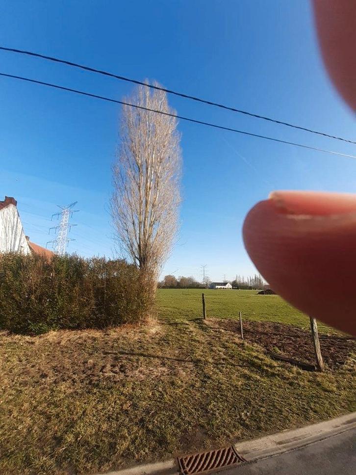 Bomen om gratis te kappen in ruil voor hout, Tuin en Terras, Brandhout, Stammen, Overige houtsoorten, Ophalen