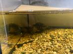 2 waterschildpadden +aquarium+kast, Dieren en Toebehoren