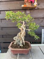 Serissa Foetida bonsai, Tuin en Terras, Lente, Minder dan 100 cm, Volle zon, In pot