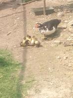 Canard et canetons, Femelle, Canard
