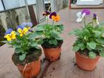 winterviooltjes, Volle zon, Tweejarig, Winter, Ophalen