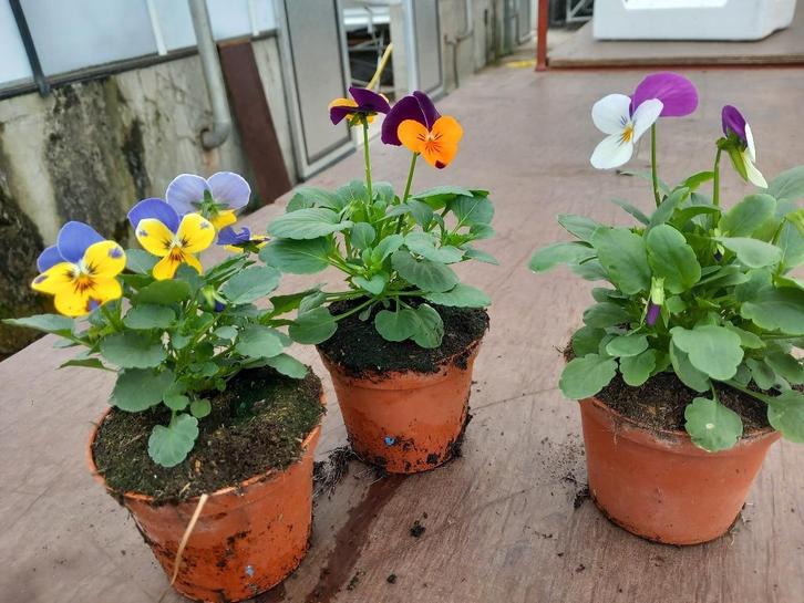winterviooltjes, Tuin en Terras, Planten | Tuinplanten, Tweejarig, Overige soorten, Volle zon, Winter, Ophalen