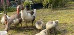 Broedeieren Vlaamse gans, Dieren en Toebehoren, Pluimvee