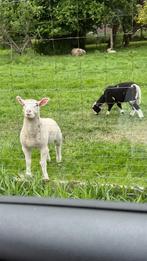 Lammeren, Dieren en Toebehoren, Schapen, Geiten en Varkens, 0 tot 2 jaar