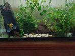 gratis raamklevers . op dit moment genoeg vraag ., Dieren en Toebehoren, Vissen | Aquariumvissen, Vis, Zoetwatervis