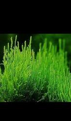 Flame moss, Dieren en Toebehoren, Ophalen, Nieuw, Plant(en), Steen of Hout