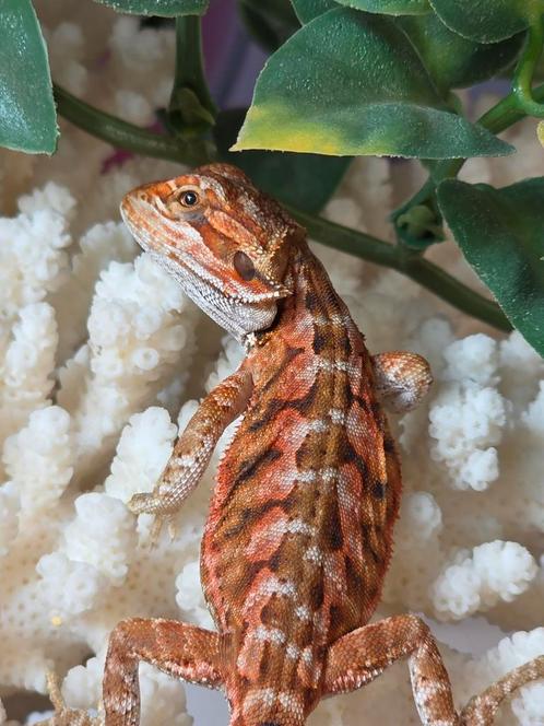 Prachtig red LB baardagaamvrouwtje, Dieren en Toebehoren, Reptielen en Amfibieën, Hagedis, 0 tot 2 jaar, Tam