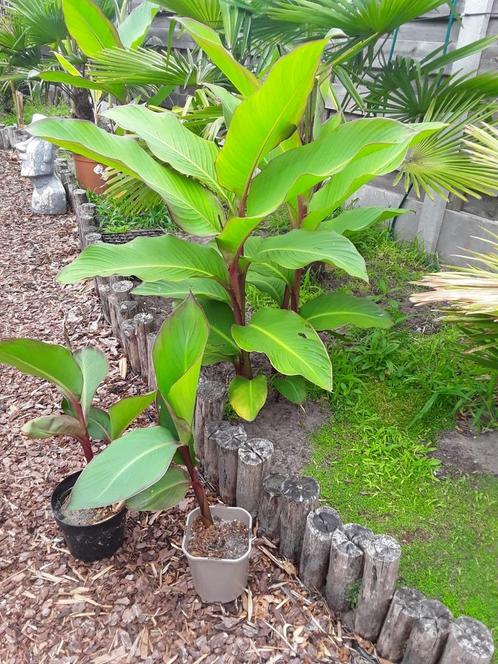 Canna musafolia, Tuin en Terras, Planten | Bomen, Ophalen of Verzenden