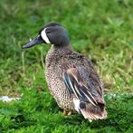 blauwvleugeltaling @ paradijshof, Dieren en Toebehoren, Pluimvee, Vrouwelijk, Eend
