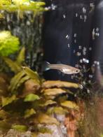Gratis guppy ️