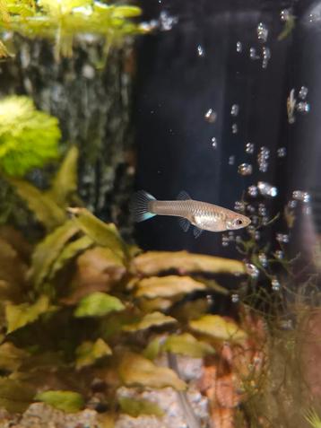 Gratis guppy ️