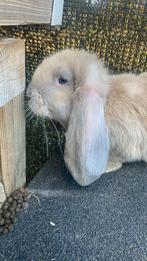 Franse hangoortjes, nog 2 beschikbaar!, Dieren en Toebehoren