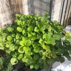 Hortensia struik incl pot, Jardin & Terrasse, Plantes | Arbres, Enlèvement ou Envoi