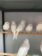 Witte Kanaries - Mannen en Vrouwen - 2025, Dieren en Toebehoren