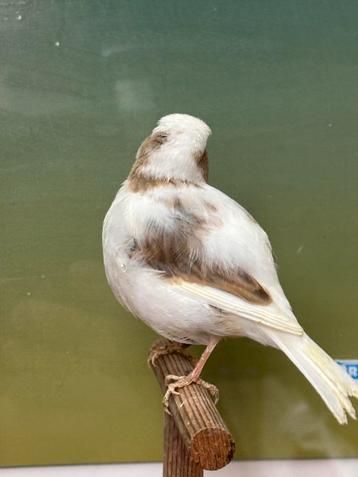 Fife Fancy Kanarie - uit TT bloedlijn beschikbaar voor biedingen