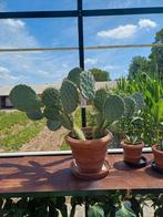Cactus opuntia met terracotta pot, Tuin en Terras, Ophalen