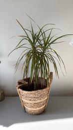 Dragonnier dans un panier en osier, Enlèvement