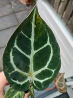 Anthurium Crystallinum variegata, Huis en Inrichting, Kamerplanten, Verzenden