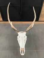 Hertenschedel, Verzamelen, Dierenverzamelingen, Ophalen, Zo goed als nieuw, Hert, Schedel