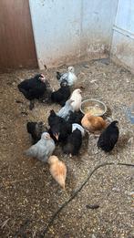 Cochin criel en 1 maran haan en 1 mix haan, Dieren en Toebehoren, Pluimvee, Meerdere dieren, Kip