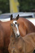 Aansprekend Merrieveulen ( Carambole x Cooper ), Animaux & Accessoires, Chevaux, Moins de 160 cm, Vermifugé, 0 à 2 ans, Jument