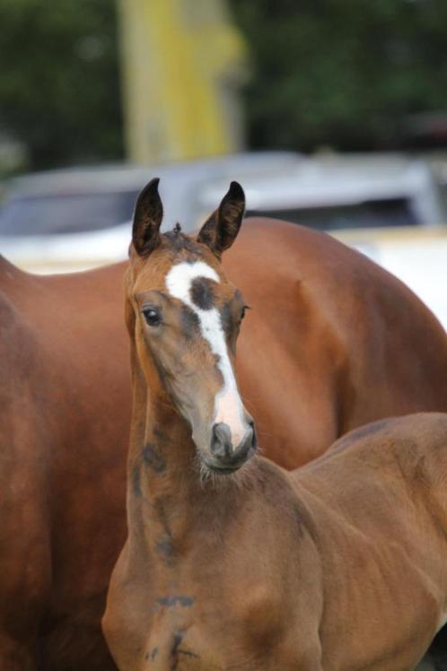 Aansprekend Merrieveulen ( Carambole x Cooper ), Dieren en Toebehoren, Paarden, Merrie, Onbeleerd, Minder dan 160 cm, 0 tot 2 jaar