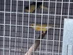 Kanaries, Dieren en Toebehoren, Vogels | Kanaries