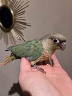 Conure molinae eam, Vrouwelijk