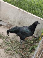 2 jonge Ayam Cemani hanen, Dieren en Toebehoren, Pluimvee, Mannelijk, Kip