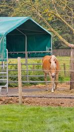 Liefste Haflinger merrie te koop 2,5 jaar, Vermifugé, Débourré, Moins de 160 cm, 0 à 2 ans