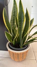 Sanseveria met pot., Huis en Inrichting, Kamerplanten, Ophalen