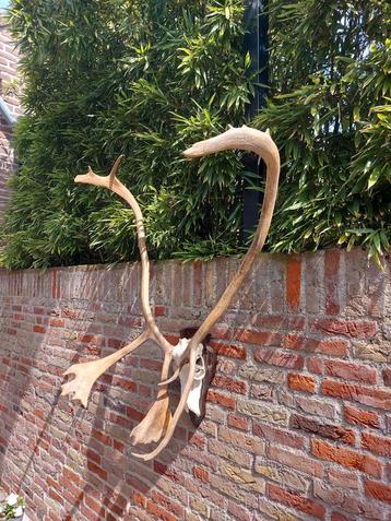 Schedel kariboe XXXL gewei rendier opgezette taxidermie hert beschikbaar voor biedingen