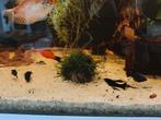 Black molly, Dieren en Toebehoren, Vissen | Aquariumvissen