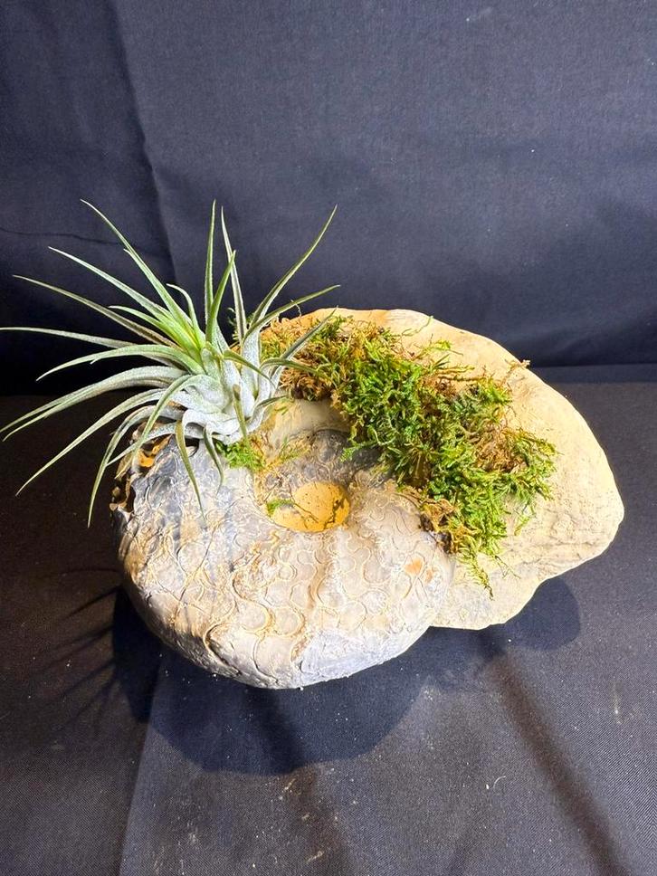 Création de Tillandsia sur un fossile d'ammonite, Maison & Meubles, Plantes d'intérieur, Enlèvement ou Envoi