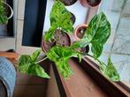 Syngonium mojito, Maison & Meubles, Plantes d'intérieur, Ombre partielle, En pot, Plante verte, Enlèvement ou Envoi