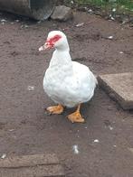Koppel barberies, Dieren en Toebehoren, Meerdere dieren, Eend