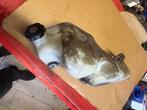 Honda MB olietank, Ophalen of Verzenden, Gebruikt, Tank, Honda
