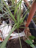 cordelyn groen, Tuin en Terras, Planten | Tuinplanten, Ophalen