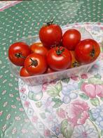 Tomaten en courgettes, Diversen, Levensmiddelen, Ophalen