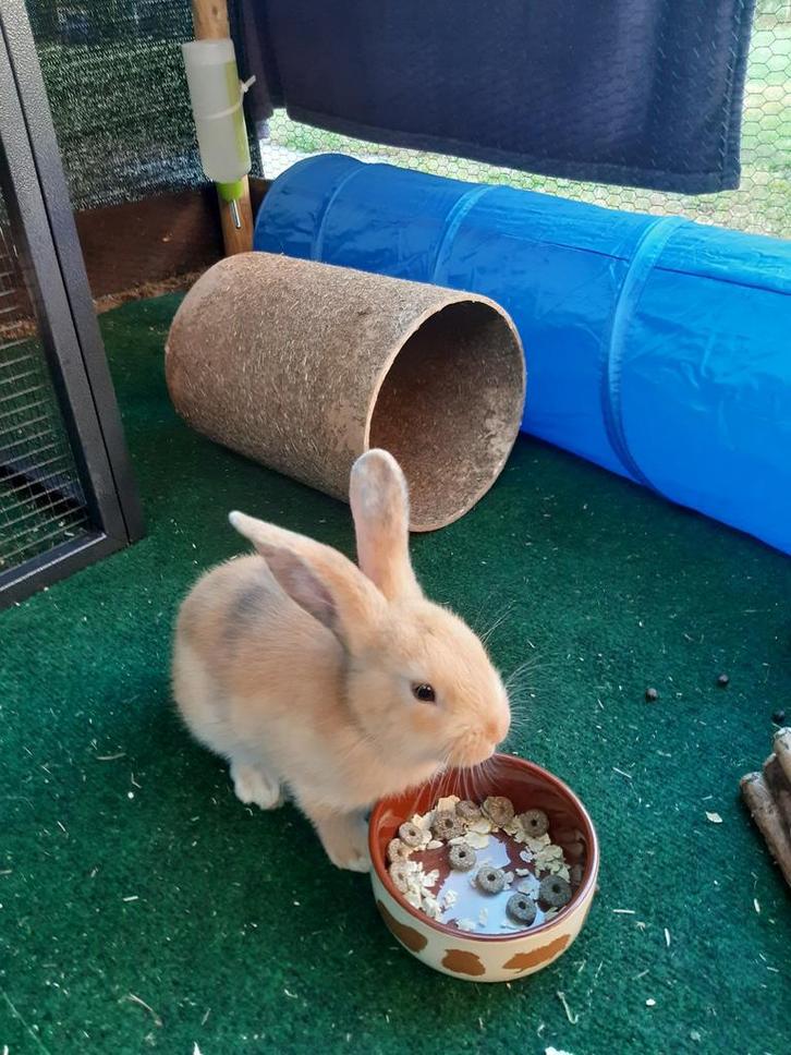 Konijnen, Dieren en Toebehoren, Konijnen, Middelgroot, Mannelijk, 0 tot 2 jaar