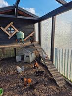 Ukkelse baardkriel hanen, Mâle, Poule ou poulet